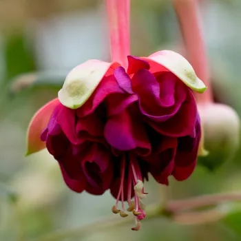 Rohes Furud (fuchsie) 1065 F