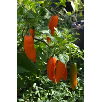 Rybářský háček Jalapeño Orange 10ks (balení 10)