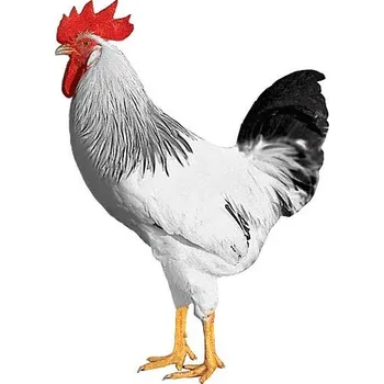 KOHOUT - rozvoz 4. termín