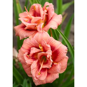 Sazenice Lukon Glads Denivka JUST MY SIZE - hemerocallis