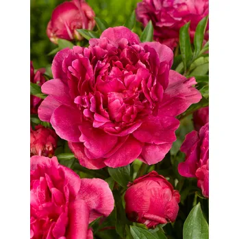 Semeno Pivoňka 'Kansas' 1 ks