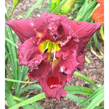 Sazenice Lukon Glads Denivka TOPGUNS DOUBLE WINEMEISTER - hemerocallis