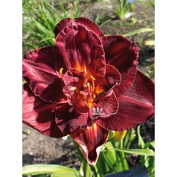 Semeno Lukon Glads Denivka BURGUNDY LOVE - hemerocallis