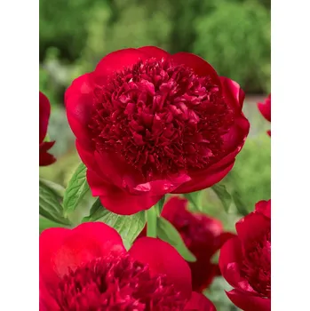 Semeno Pivoňka 'Red charm' 1 ks