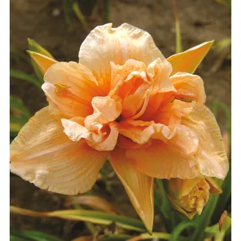 Sazenice Lukon Glads Denivka VANILLA FLUFF - hemerocallis