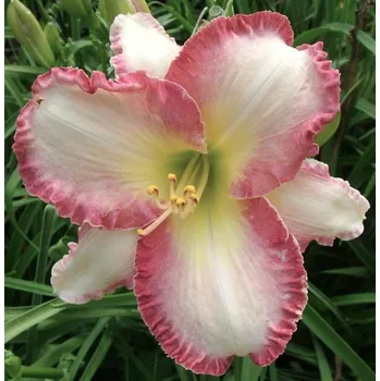 Sazenice Lukon Glads Denivka SHE'S GOT THE LOOK - hemerocallis