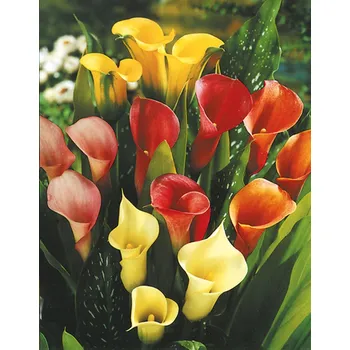 Semeno Lukon Glads Kala MIX - zantedeschia směs Množství: 3