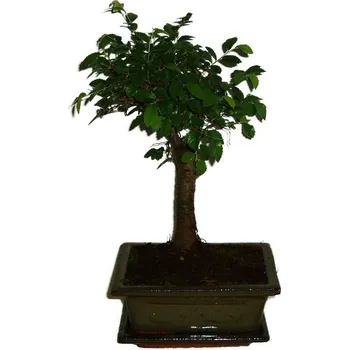 Sazenice Zelkova 313 - pokojové bonsaje