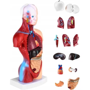 anatomický model MODEL LIDSKÉ ANATOMIE 15 dílů LEBKA MOZEK VNITŘNÍ ORGÁNY 26