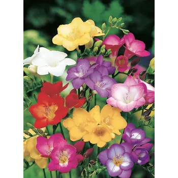 Semeno Lukon Glads Freesia single MIX - frézie jednoduché směs Množství: 1