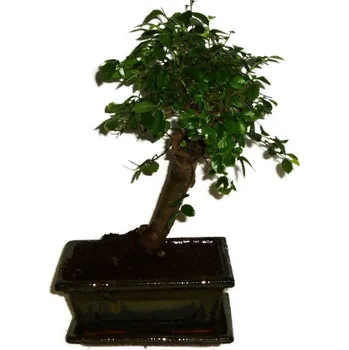 Sazenice Zelkova 311 - pokojové bonsaje