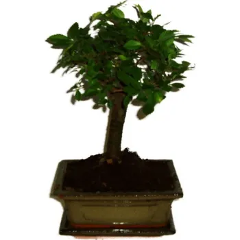 Sazenice Zelkova 307 - pokojové bonsaje