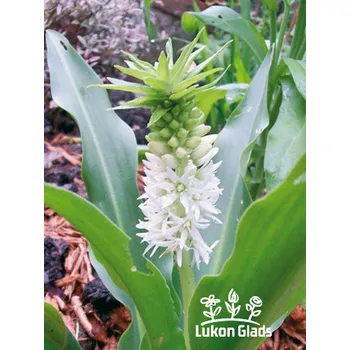 Sazenice Lukon Glads Eucomis autumnalis - chocholatice