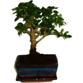 Sazenice Pokojová bonsaj Carmona microphylla - čaj fuki 305