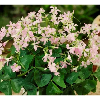 Semeno Lukon Glads Oxalis triangularis FANNY - šťavel, čtyřlístek