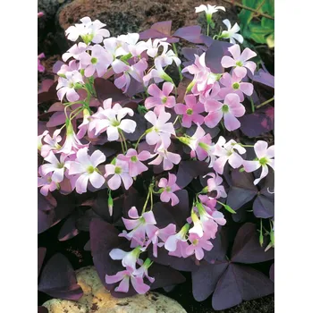 Semeno Lukon Glads Oxalis triangularis - šťavel, čtyřlístek