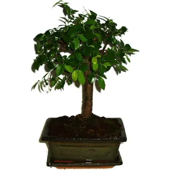 Sazenice Zelkova 306 - pokojové bonsaje