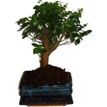 Sazenice Pokojová bonsai - Sagerethia thea 299