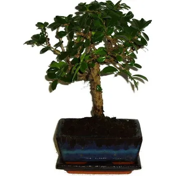 Sazenice Pokojová bonsaj Carmona microphylla - čaj fuki 316