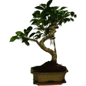 Sazenice Ficus retusa - fíkovník - bonsai 323