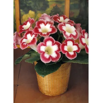 Semeno Lukon Glads Gloxíníe Blanche De Meru