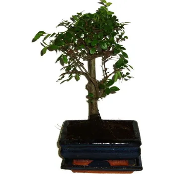 Sazenice Zelkova 317 - pokojové bonsaje