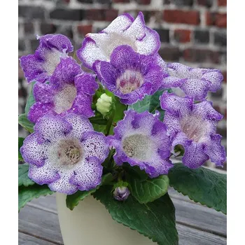 Semeno Lukon Glads Gloxinie TIGRINUM BLUE - gloxínie, sinningia