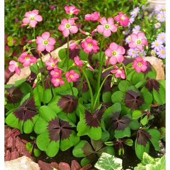 Sazenice Lukon Glads Oxalis deppei IRON CROSS - šťavel, čtyřlístek