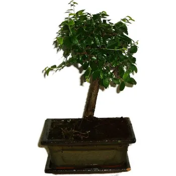 Sazenice Zelkova 312 - pokojové bonsaje