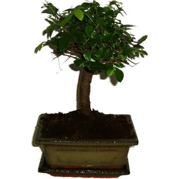 Sazenice Zelkova 310 - pokojové bonsaje