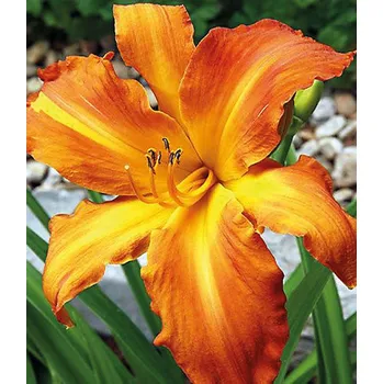 Sazenice Lukon Glads Denivka SCREAMCICLE - hemerocallis