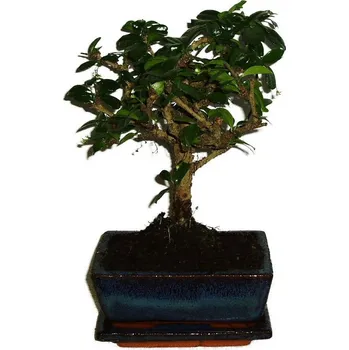 Sazenice Pokojová bonsaj Carmona microphylla - čaj fuki 302