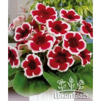 Semeno Lukon Glads Gloxinie KAISER FRIEDRICH - gloxínie, sinningia