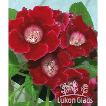 Semeno Lukon Glads Gloxínie DEFIANCE