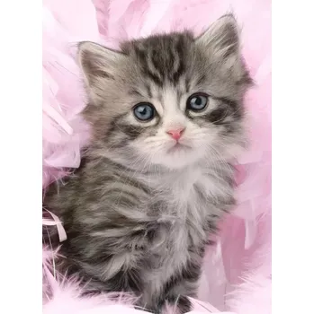 Puzzle RAVENSBURGER Rozlé kotě 500 dílků