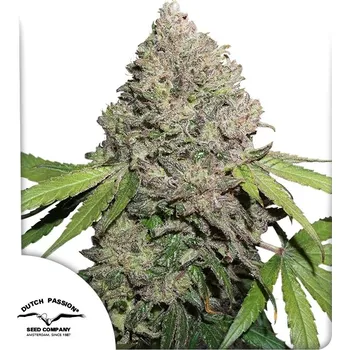 Pěstitelství CBD Charlottes Angel - Dutch Passion ks: 3