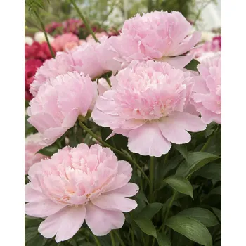 Semeno Pivoňka 'Alertie' 1 ks