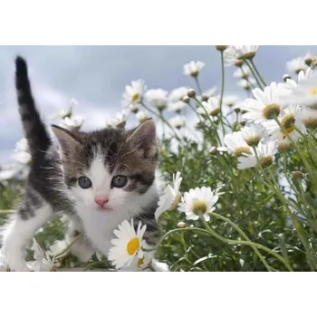 Pohlednice 3D - Květinové kotě