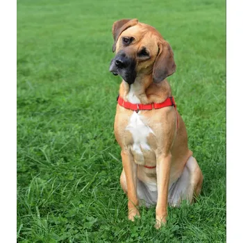 Postroj pro psa Dingo postroj PRO PSA easy walk černý velikost 70