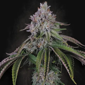 Semeno Paradise Seeds - Velvet Mist 3 ks