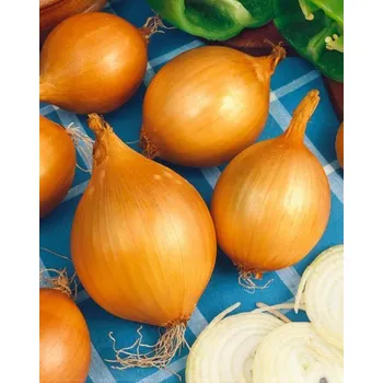 Semeno CIBULE SAZEČKA - VŠETANA 600 g / Allium cepa L.