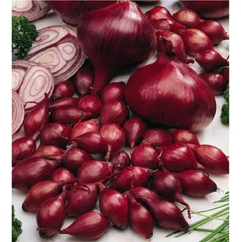 Semeno CIBULE SAZEČKA - ČERVENÁ KARMEN 600 g / Allium cepa L.