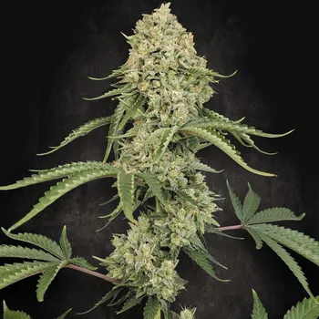 Semeno Paradise Seeds - Tropical Fruit Cake 5 ks