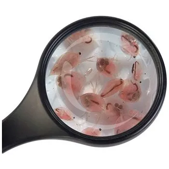 Krmivo pro rybičky ATK Dafnie (vodní blechy) ŽIVÁ 90ml - pytlík