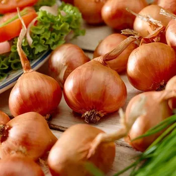 Semeno CIBULE SAZEČKA - ŠALOTKA RED SUN 600 g / Allium ascalonicum Strand. et Mansf. non L