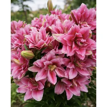 Semeno Lilie 'Roselily Ciara ®' 1 ks