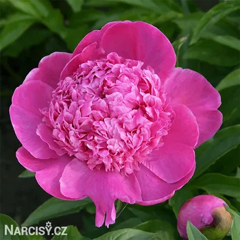 Cibulovina Pivoňka - Barbara .: 1 ks