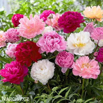 Cibulovina Pivoňka - Mix barev .: 3 ks