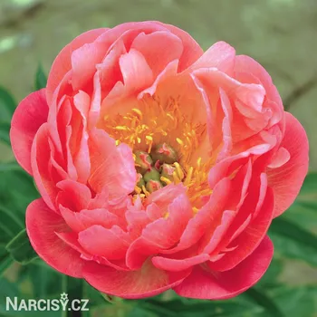 Cibulovina Pivoňka - Coral Sunset .: 1 ks