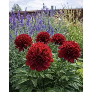 Semeno Pivoňka 'Belgravia' 1 ks